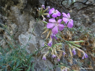 stoleone-09-08-2020 10